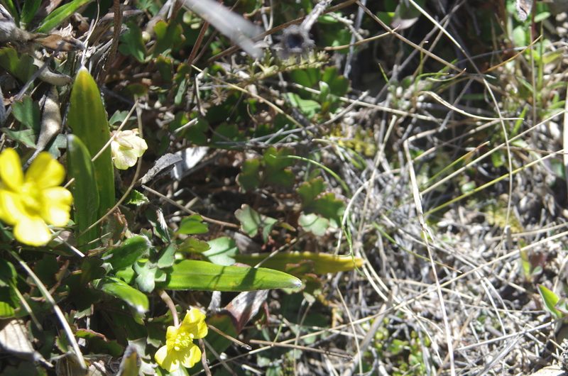 Ranunculus enysii, photographed by Ed Wilson