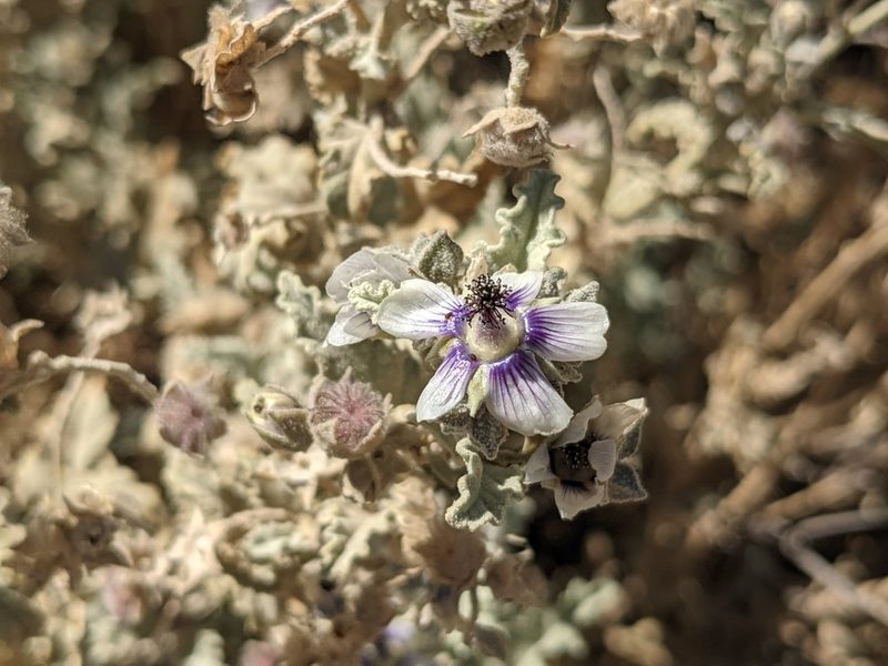 Tarasa operculata, photographed by Zoltán Stekkelpak