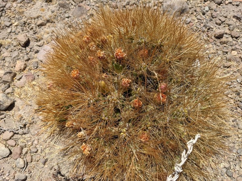 Cumulopuntia ignescens, photographed by Zoltán Stekkelpak