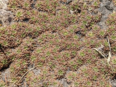 Azorella diapensioides, photographed by Zoltán Stekkelpak
