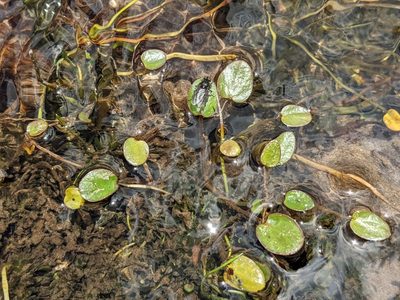Halerpestes uniflora, photographed by Zoltán Stekkelpak