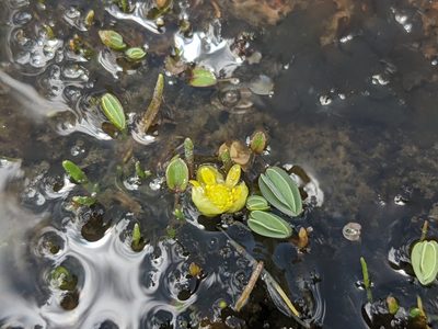 Halerpestes uniflora, photographed by Zoltán Stekkelpak