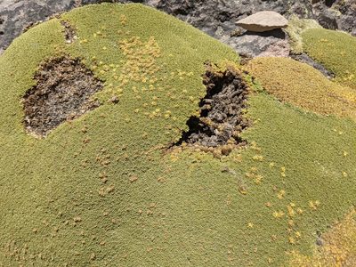 Azorella compacta, photographed by Zoltán Stekkelpak