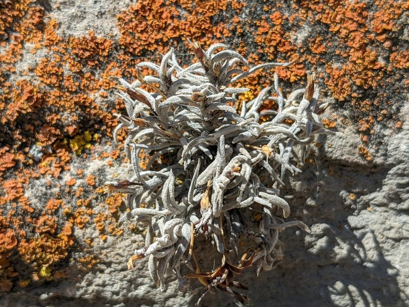 Tillandsia capillaris, photographed by Zoltán Stekkelpak