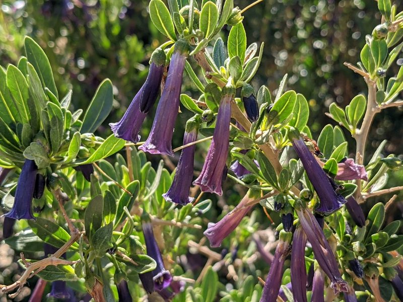 Dunalia spinosa, photographed by Zoltán Stekkelpak