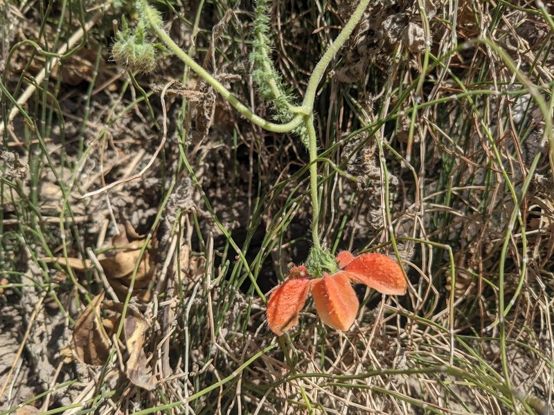 Caiophora cirsiifolia, photographed by Zoltán Stekkelpak