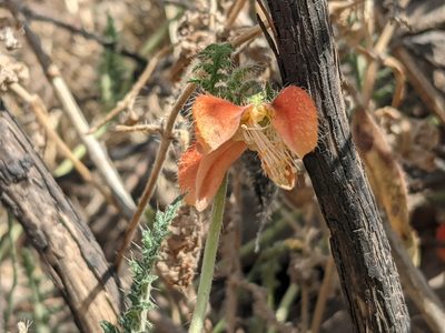 Caiophora cirsiifolia, photographed by Zoltán Stekkelpak