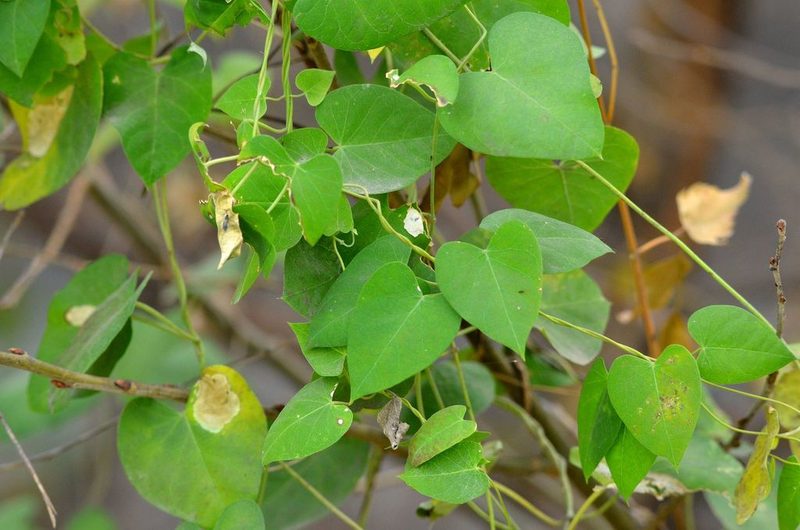 Cynanchum chinense, photographed by Zinogre