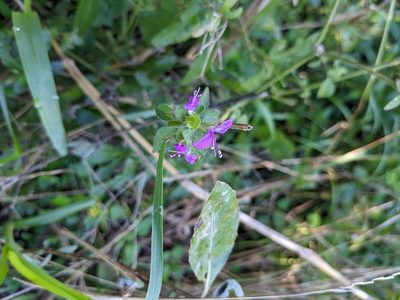 Dicliptera brachiata, photographed by Cleveland Powell