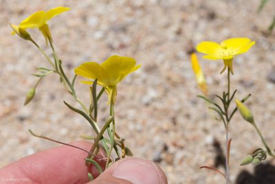 Camissonia campestris, photographed by Ken-ichi Ueda