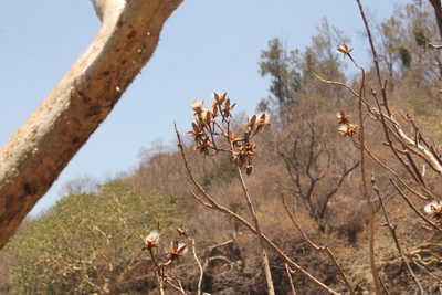 Ipomoea intrapilosa, photographed by Viacheslav Shalisko