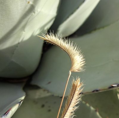 Bouteloua gracilis, photographed by Andrew Tree