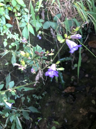 Strobilanthes formosana, photographed by 鄭雪雲