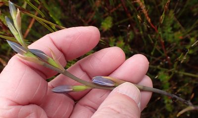 Thelymitra longiloba, photographed by corunastylis