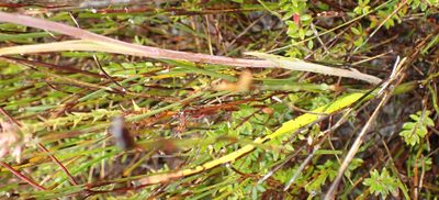 Thelymitra longiloba, photographed by corunastylis