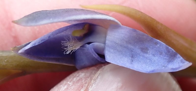 Thelymitra longiloba, photographed by corunastylis