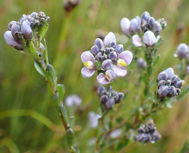 Comesperma retusum, photographed by corunastylis