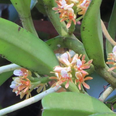 Acampe carinata, photographed by Paulmathi Vinod