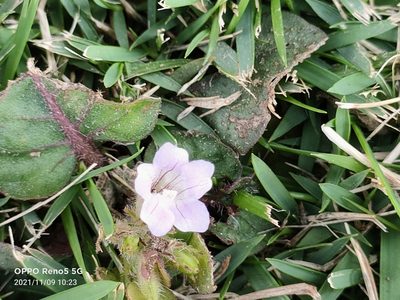 Strobilanthes reptans, photographed by Ong Jyh Seng
