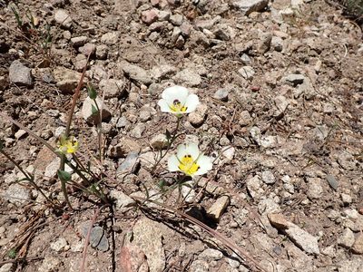 Calochortus leichtlinii, photographed by John Brew