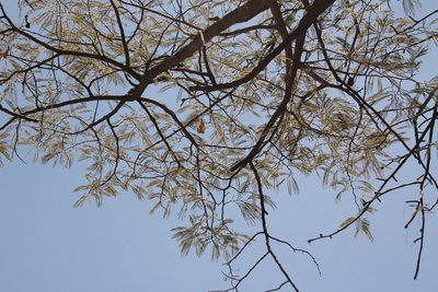 Lysiloma acapulcense, photographed by Viacheslav Shalisko