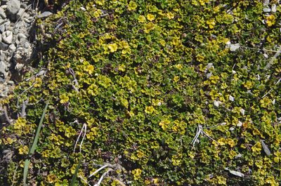 Azorella hydrocotyloides, photographed by Ed Wilson
