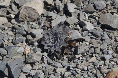 Notothlaspi rosulatum, photographed by Ed Wilson