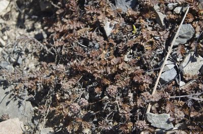 Acaena inermis, photographed by Ed Wilson