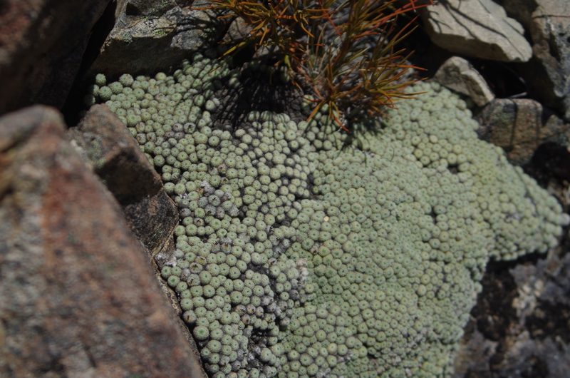 Raoulia mammillaris, photographed by Ed Wilson