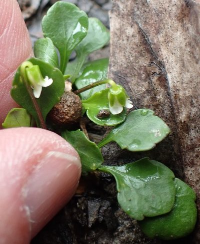 Viola cleistogamoides, photographed by corunastylis