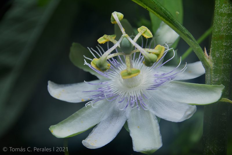 Passiflora tenuifila, photographed by Tomás Carranza Perales