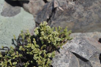 Veronica tetrasticha, photographed by Ed Wilson