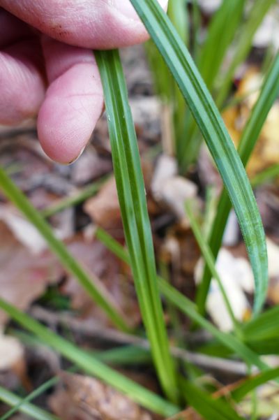 Carex joorii, photographed by Wendy McCrady