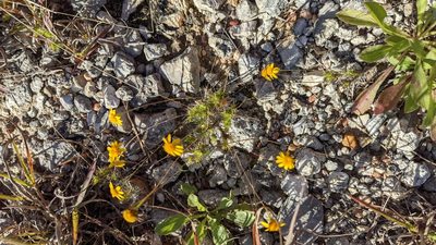 Thymophylla tenuiloba, photographed by Jake Rehage