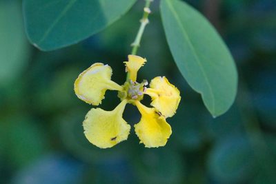 Callaeum macropterum, photographed by Jake Rehage