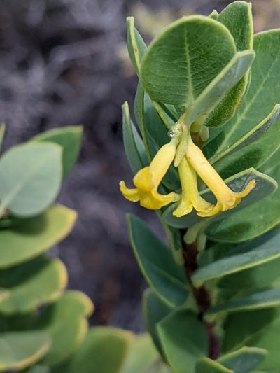 Wikstroemia phillyreifolia, photographed by David Anderson
