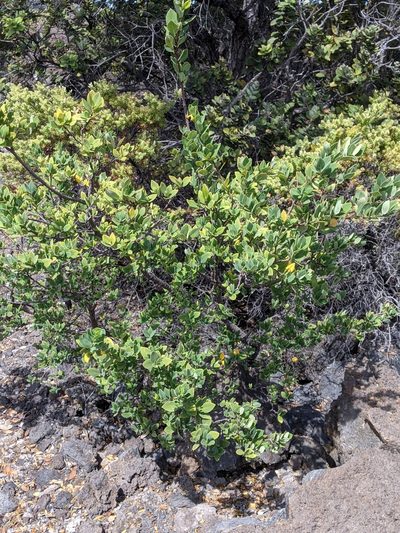 Wikstroemia phillyreifolia, photographed by David Anderson