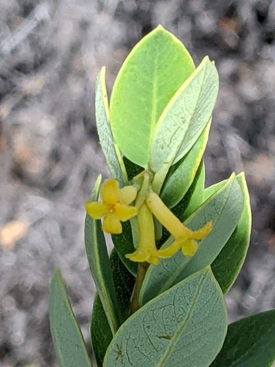 Wikstroemia phillyreifolia, photographed by David Anderson