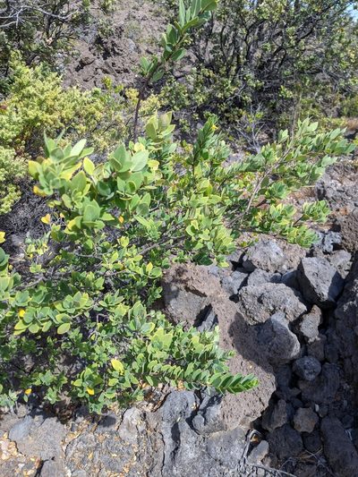 Wikstroemia phillyreifolia, photographed by David Anderson