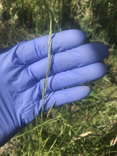 Glyceria australis, photographed by Steve Llewellyn