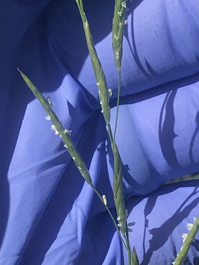 Glyceria australis, photographed by Steve Llewellyn