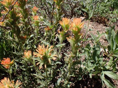 Castilleja applegatei, photographed by John Brew