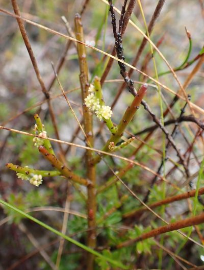 Leptomeria glomerata, photographed by corunastylis