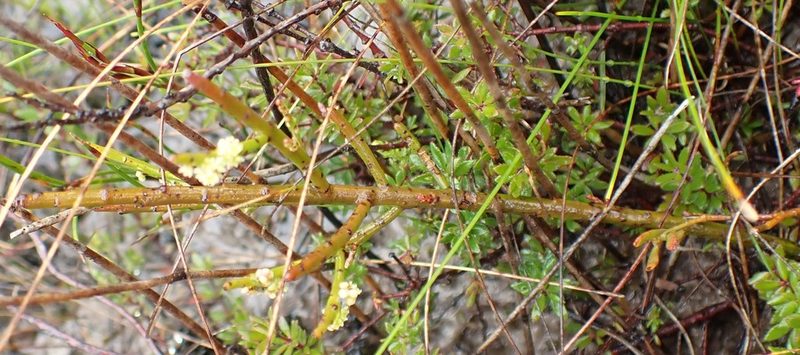 Leptomeria glomerata, photographed by corunastylis