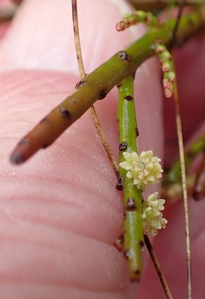 Leptomeria glomerata, photographed by corunastylis