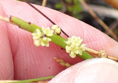 Leptomeria glomerata, photographed by corunastylis