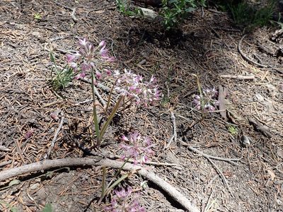 Allium campanulatum, photographed by John Brew