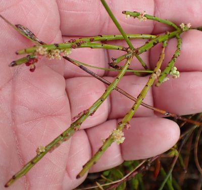 Leptomeria glomerata, photographed by corunastylis