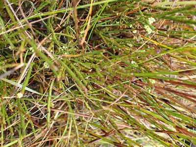 Leptomeria glomerata, photographed by corunastylis