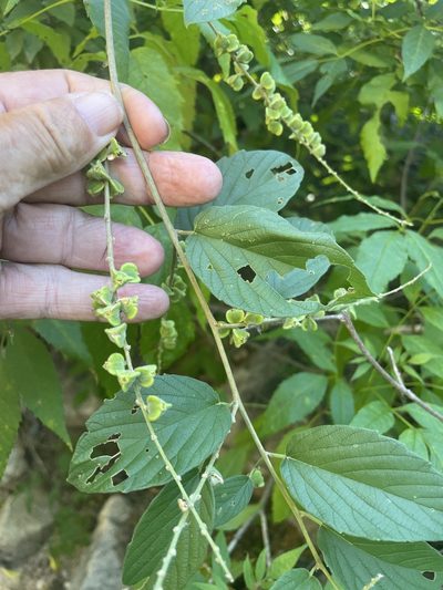 Gouania rosei, photographed by Jim Riley